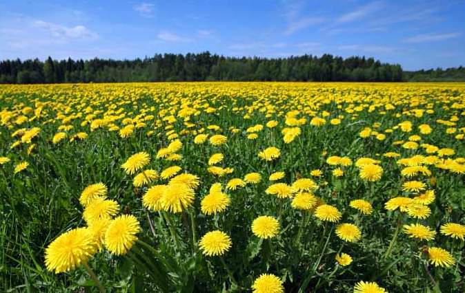 В Китае одуванчик выращивают целыми плантациями, чтобы потом включить в традиционное меню