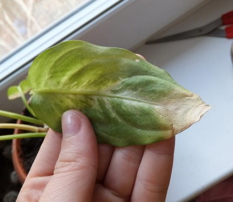 Диффенбахия крайне редко поражается растительными паразитами или патогенной флорой