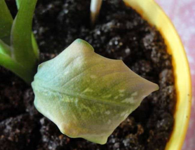 Листва диффенбахии желтеет чаще всего под воздействием низкотемпературного режима