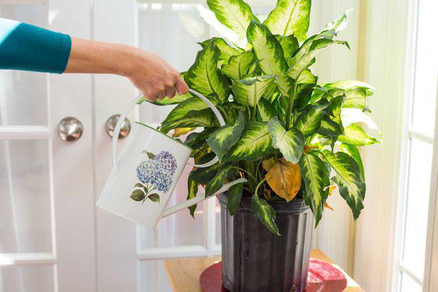 Оросительные мероприятия должны быть своевременными и правильными