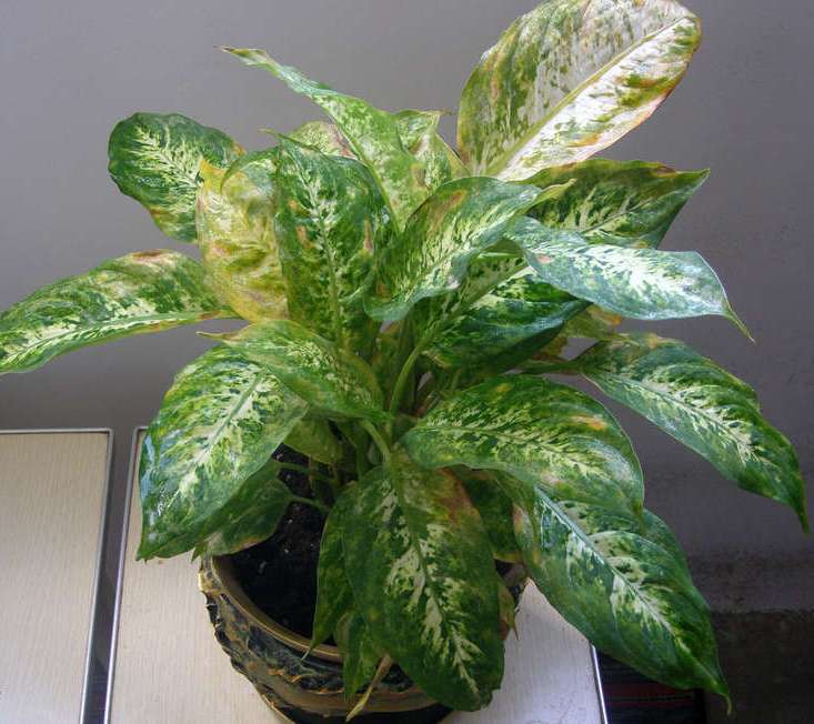 При нарушении условий содержания диффенбахия становится очень чувствительной к поражению всевозможными болезнями