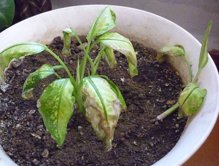 Вялые и оподающие листья диффенбахии свидетельствуют о появлении паутинного клеща