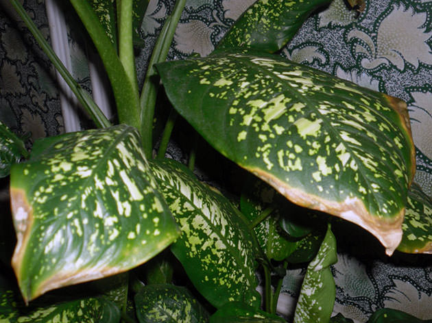 Диффенбахия является очень требовательной к показателям влажности воздуха культурой