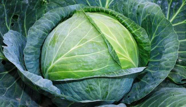 Белокочанная капуста: многообразие сортов и правила выращивания