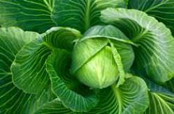 Белокочанная капуста: многообразие сортов и правила выращивания