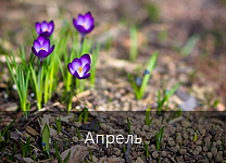 Лунный календарь посадки растений в 2018 году