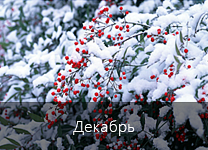 Лунный календарь посадки растений в 2018 году