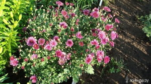 Уход за лобелией