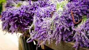 Посадка лобелии