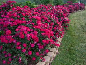 Виды лобелии