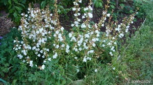 Посев лобелии семенами
