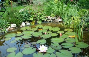 Водные растения для пресного пруда
