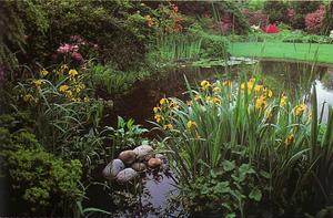 Описание водных растений