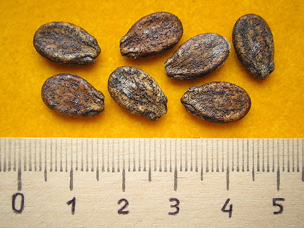 Выращиваем здоровую и крепкую рассаду арбузов в 2018 году по лунному календарю