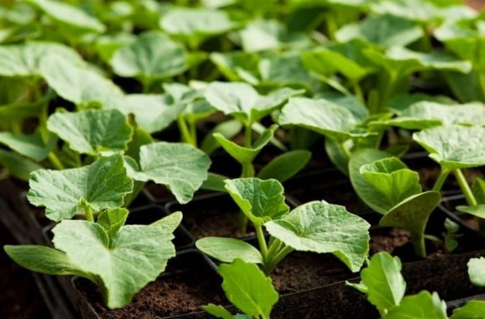 Посадка тыквы в 2018: благоприятные дни по лунному календарю