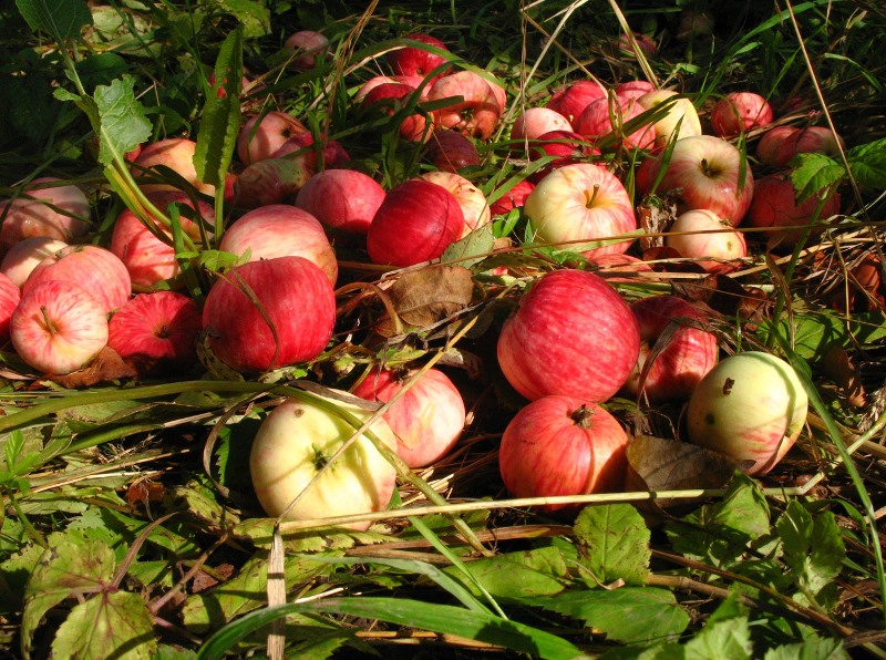 Яблоки и падалица
