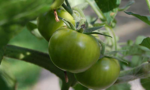 В поисках самых вкусных сортов зеленых помидоров