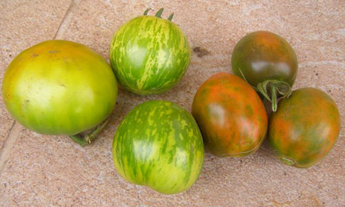 Самые вкусные зеленые помидоры: выбор сорта, отзывы
