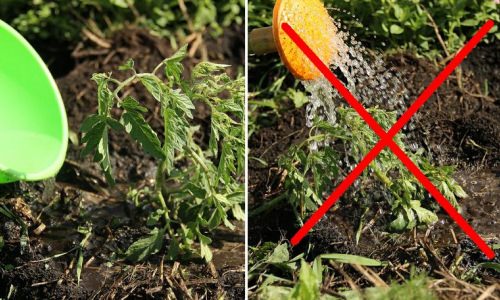 Болезни у помидоров в теплице: почему скручиваются листья
