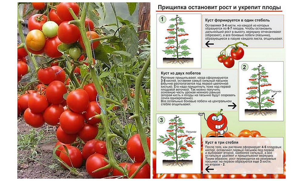 Как правильно пасынковать помидоры: советы и техника