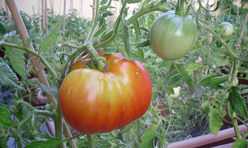 Факторы высокой урожайности: на каком расстоянии сажать помидоры в теплице