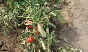 Фузариозное увядание томатов: описание заболевания и борьба с ним