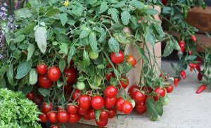 Пошаговое выращивание томатов на балконе: секреты посадки и ухода
