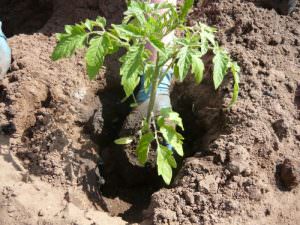 Чем подкормить подрастающие томаты после высадки в грунт