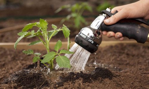 Рассада домашних помидоров: как выращивать, когда сеять и чем удобрять?