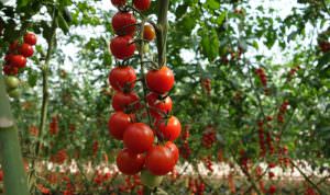 Выращивание помидоров черри в теплице и на открытом грунте