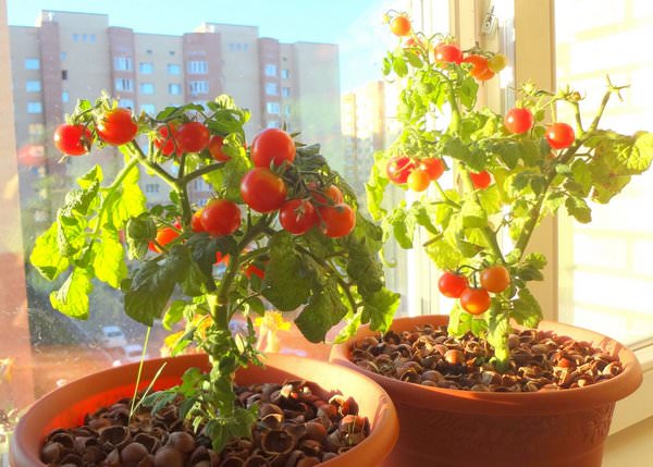 пошаговое выращивание помидоров на балконе