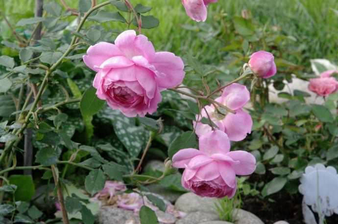 Роза Аленушка: красивый, устойчивый и надежный сорт