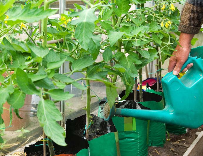 Чем полить рассаду томатов и как ее подкормить, чтобы лучше росла