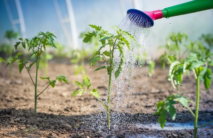 Чем полить рассаду томатов и как ее подкормить, чтобы лучше росла