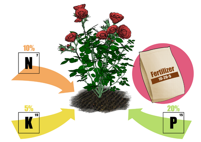 Подкормка роз: виды удобрений, сроки и правила внесения