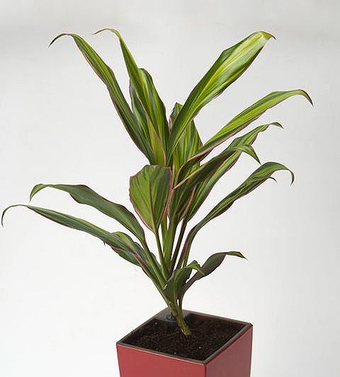 Кодиеум, кордилина, кротон – декоративные растения, которые прекрасно смотрятся в доме
