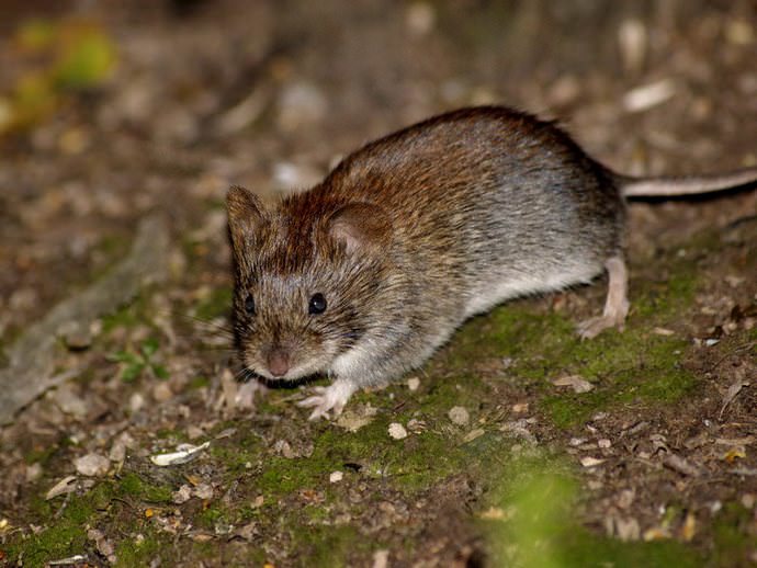 Как избавиться от мышей навсегда: гуманные и радикальные методы