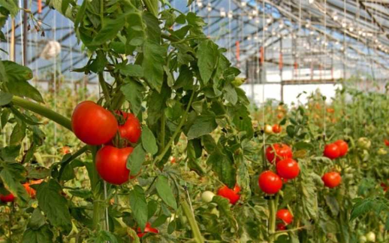 Тонкости выращивания помидоров в теплице зимой