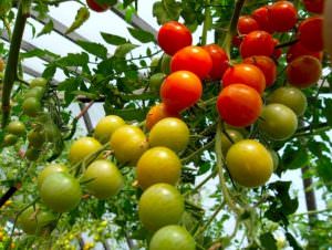 Тонкости выращивания помидоров в теплице зимой