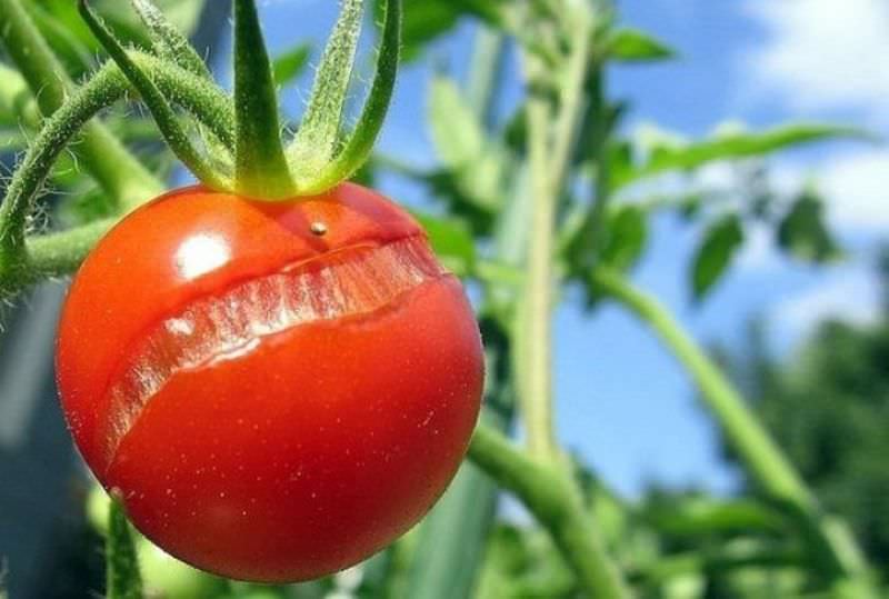 Причины растрескивания помидоров и способы устранения проблемы