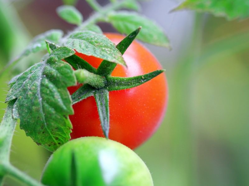 Причины растрескивания помидоров и способы устранения проблемы