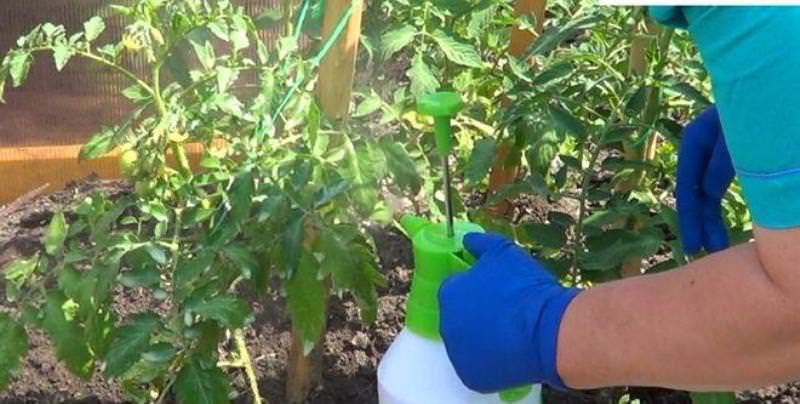 Внекорневая подкормка томатов: подходящие удобрения и правила их применения