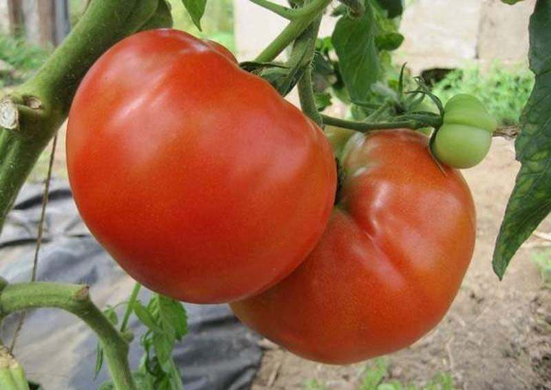 Описание и характеристики сорта ранних томатов Биг Биф F1