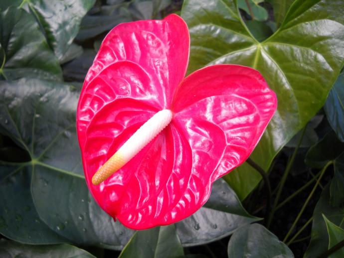 Антуриум Андре: выращиваем тропический цветок у себя дома