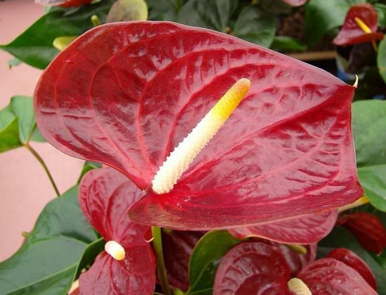 Антуриум Андре: выращиваем тропический цветок у себя дома