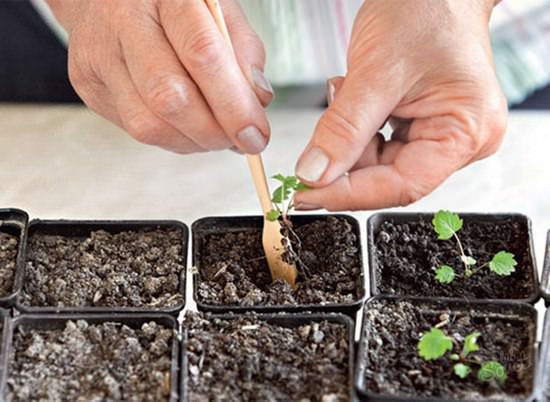 Инкарвиллея или садовая глоксиния: посадка и выращивание, рекомендации по уходу