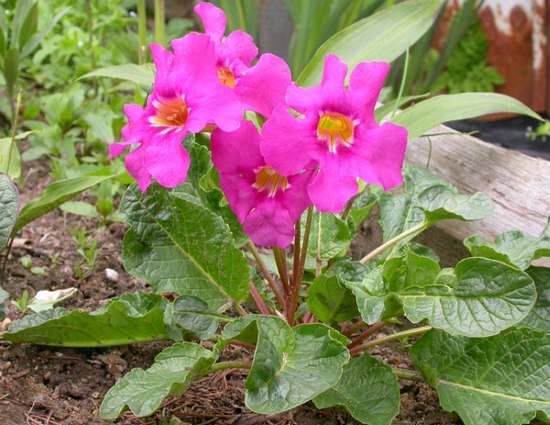Инкарвиллея или садовая глоксиния: посадка и выращивание, рекомендации по уходу
