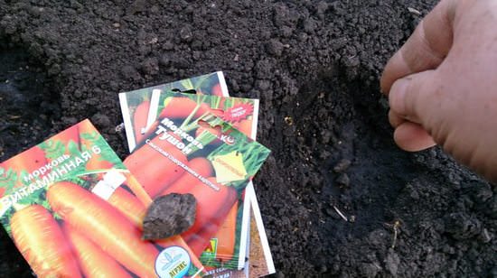 Все о выращивании моркови: от выбора сорта для посадки до правил хранения урожая