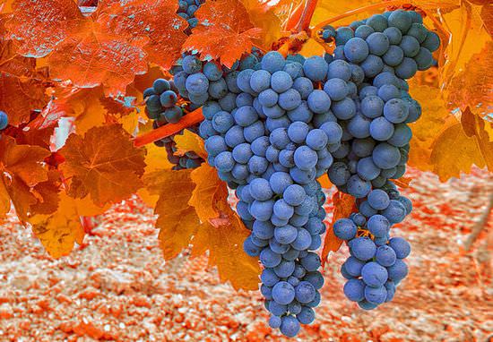 Выращивание винограда в открытом грунте: правила посадки и особенности ухода