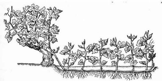 Выращивание винограда в открытом грунте: правила посадки и особенности ухода